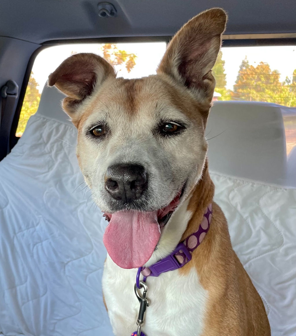 Adoptable Dogs Marleys Mutts