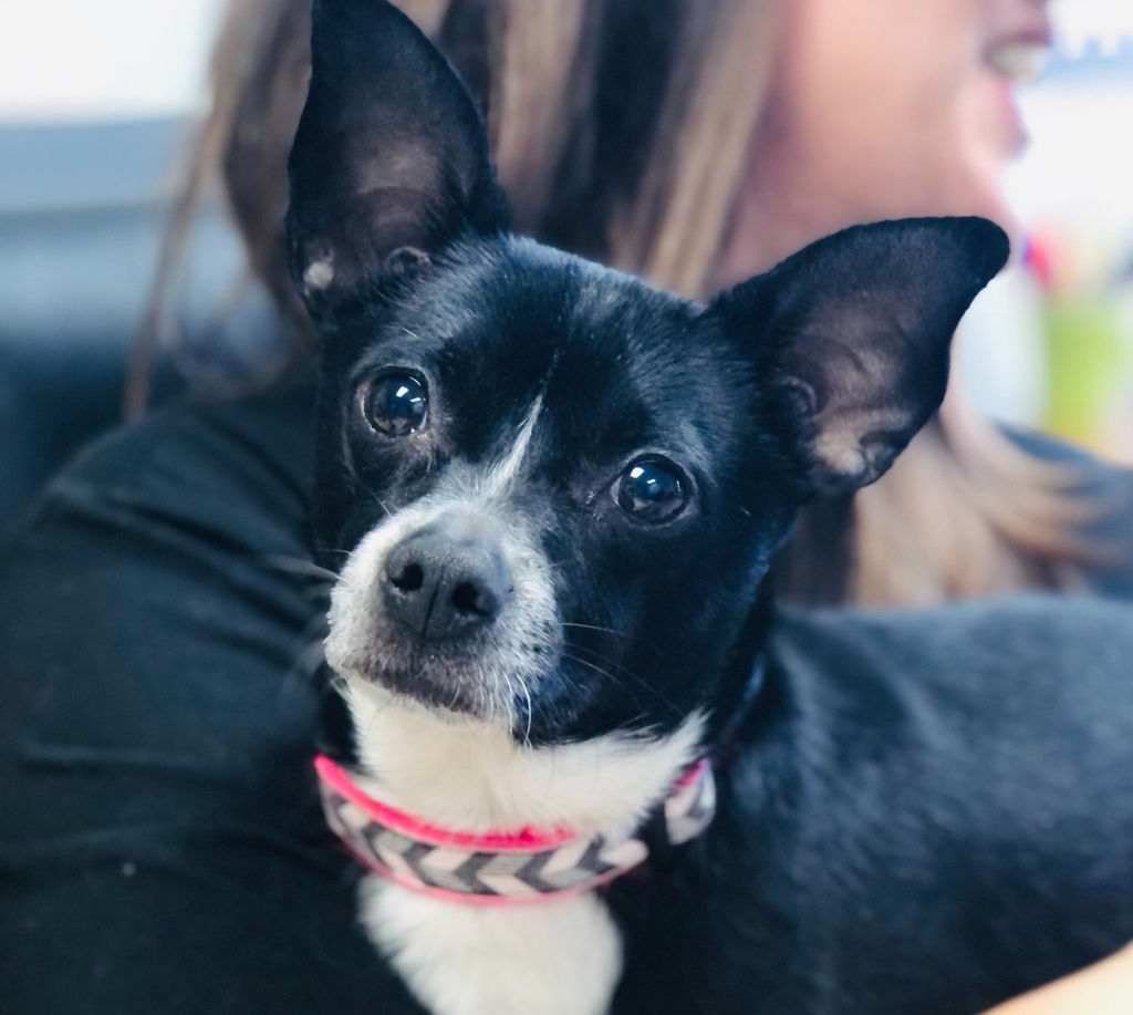 Adoptable Dogs Marleys Mutts