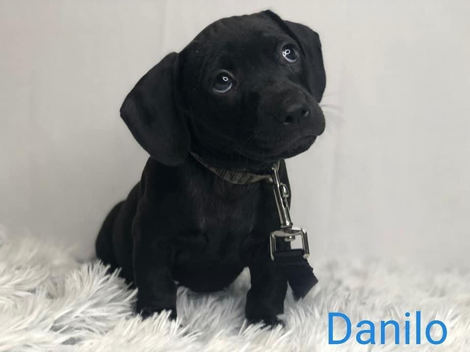 Adoptable Dogs Marleys Mutts