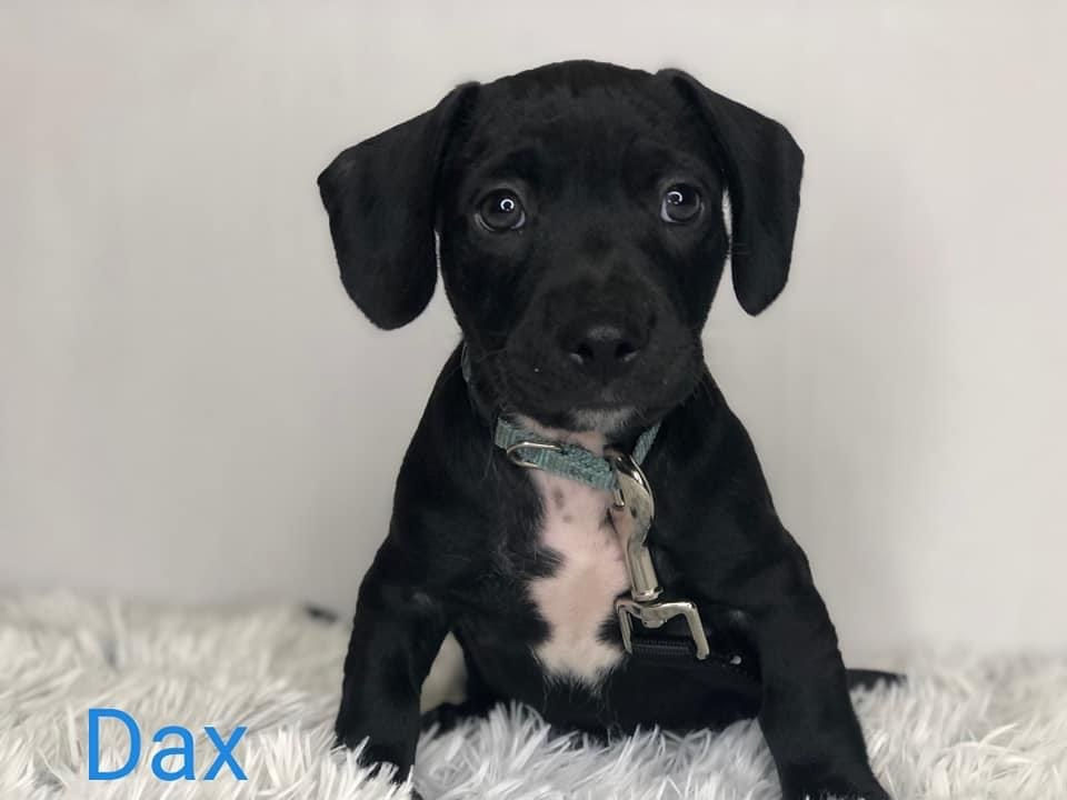 Adoptable Dogs Marleys Mutts