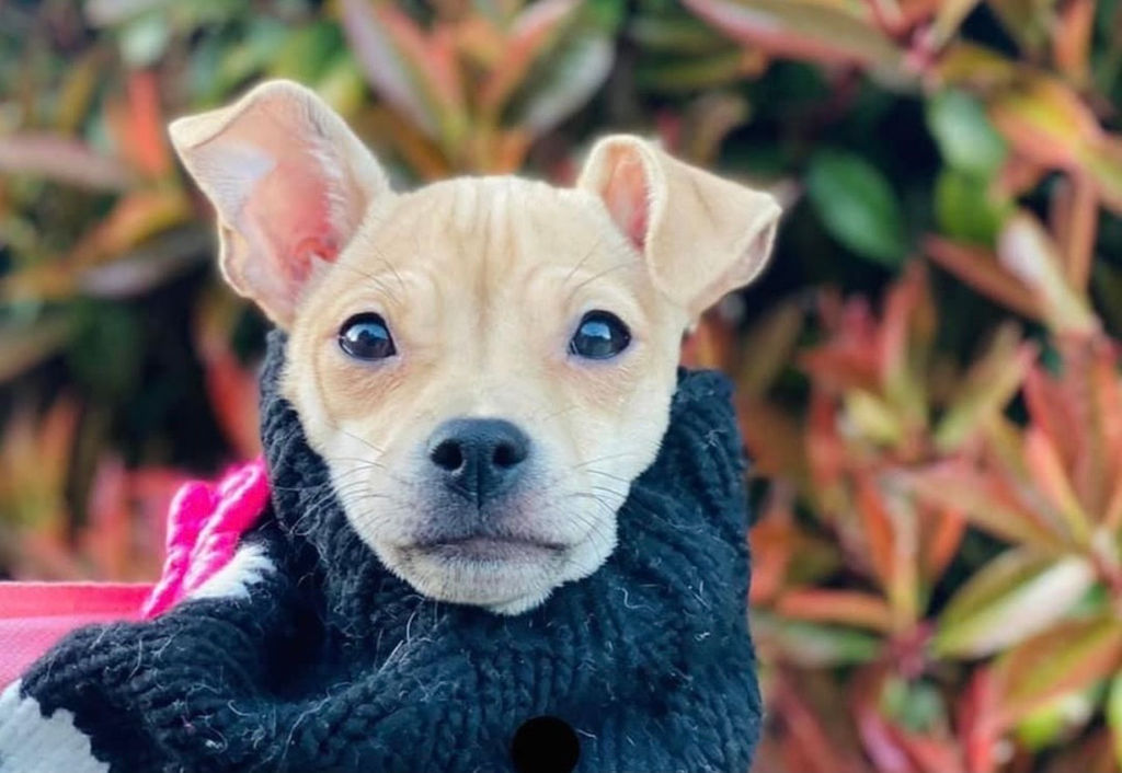 Adoptable Dogs Marleys Mutts