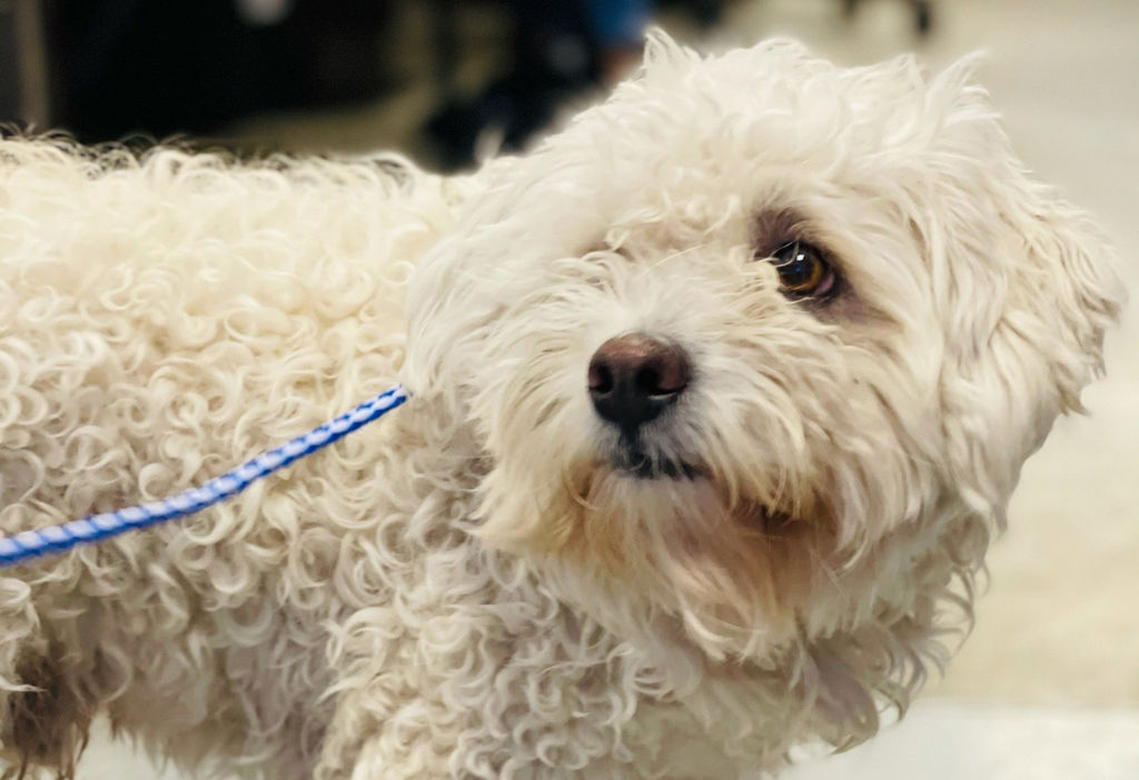 Adoptable Dogs Marleys Mutts