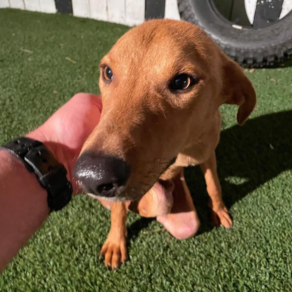 Adoptable Dogs Marleys Mutts