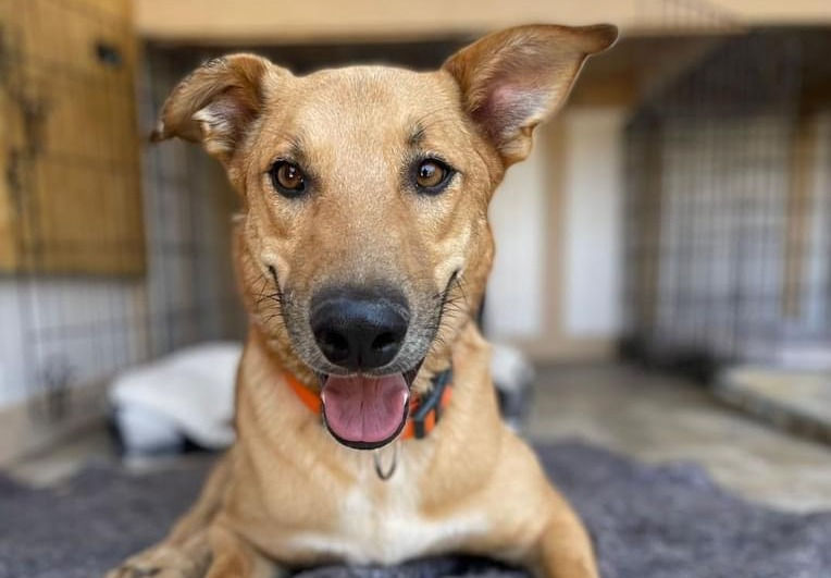 Adoptable Dogs Marleys Mutts