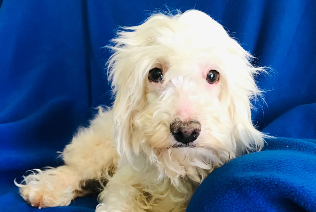 Adoptable Dogs Marleys Mutts