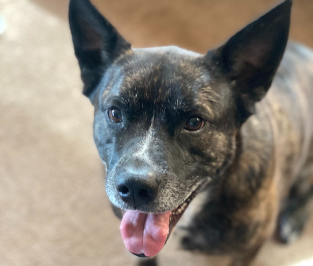 Adoptable Dogs Marleys Mutts