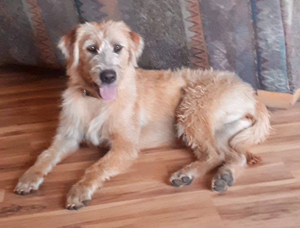 Adoptable Dogs Marleys Mutts