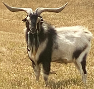 Arapawa Goat Buck Hanging Rock Roost Snoopy