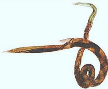 Barbers Pole Worm