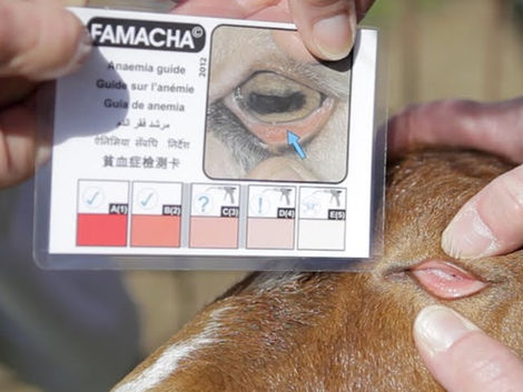 Testing for worm related Anaemia using FATACHA
