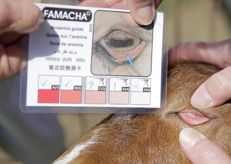 Close-up view of an Arapawa goat with distinctive curved horns