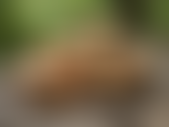 DMT vs Psilocybin: Trends in America