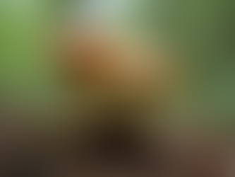 Exploring Psilocybe cubensis: A Complete Guide to Its Benefits and Uses