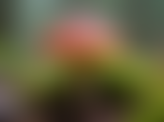 The Fascinating Evolution of Psychedelic Mushrooms Through History