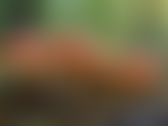 Exploring the Global Influence of Psychedelic Mushrooms and Their Unique Varieties