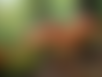 Exploring the Psychedelic Experience of a Mushroom Trip: What to Expect