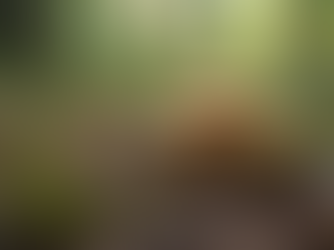 What No One Tells You About Psychedelics in America