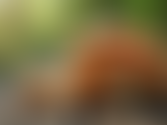 Navigating Your First Mushroom Trip: A Guide to Expectations and Safety