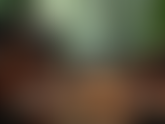 Why Americans Travel Abroad for Ayahuasca