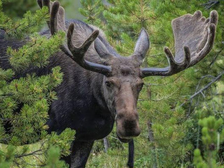 Как правильно охотиться на лося