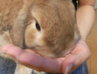 動物のお医者さん