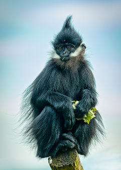 Francois Langur Monkey