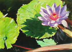 Nénuphar Floride sous-verre 78x63 cm