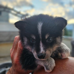 pomsky noir et blanc