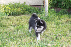 chiot pomsky