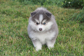 chiot pomsky