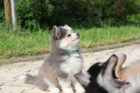 chiot pomsky