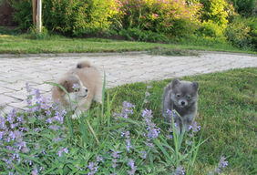 chiot pomsky qui jouent