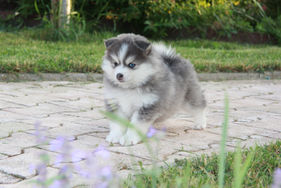 chiot pomsky qui jouent