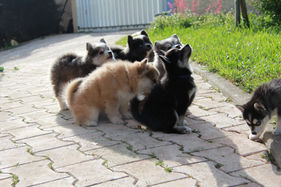 meute chiots pomsky