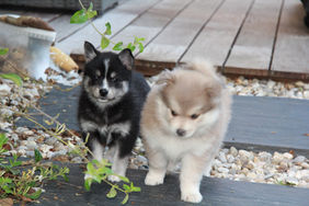 chiot pomsky