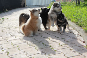 meute chiots pomsky