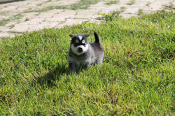 chiot pomsky 1