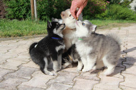meute chiots pomsky