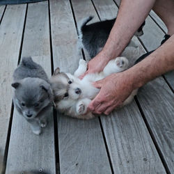 chiot pomsky sur le dos