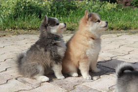 chiot pomsky