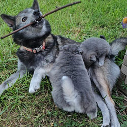 maman et chiots qui jouent