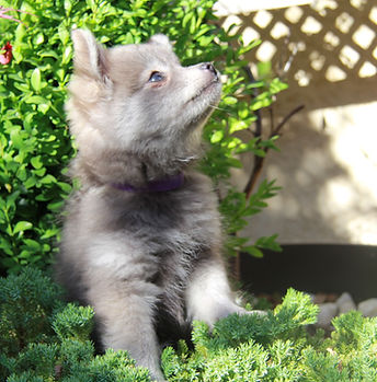 Aliona Pomsky F5 Bleue 2.JPG