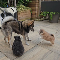 maman et chiot pomsky