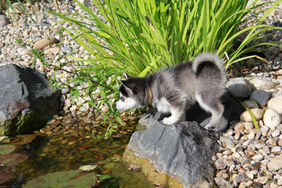 chiot pomsky qui joue