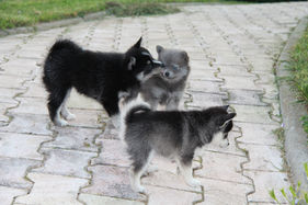 chiot pomsky qui jouent