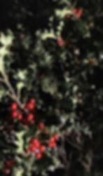 ree