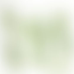 Photo von getrocknetem Estragon auf weissem Hintergrund