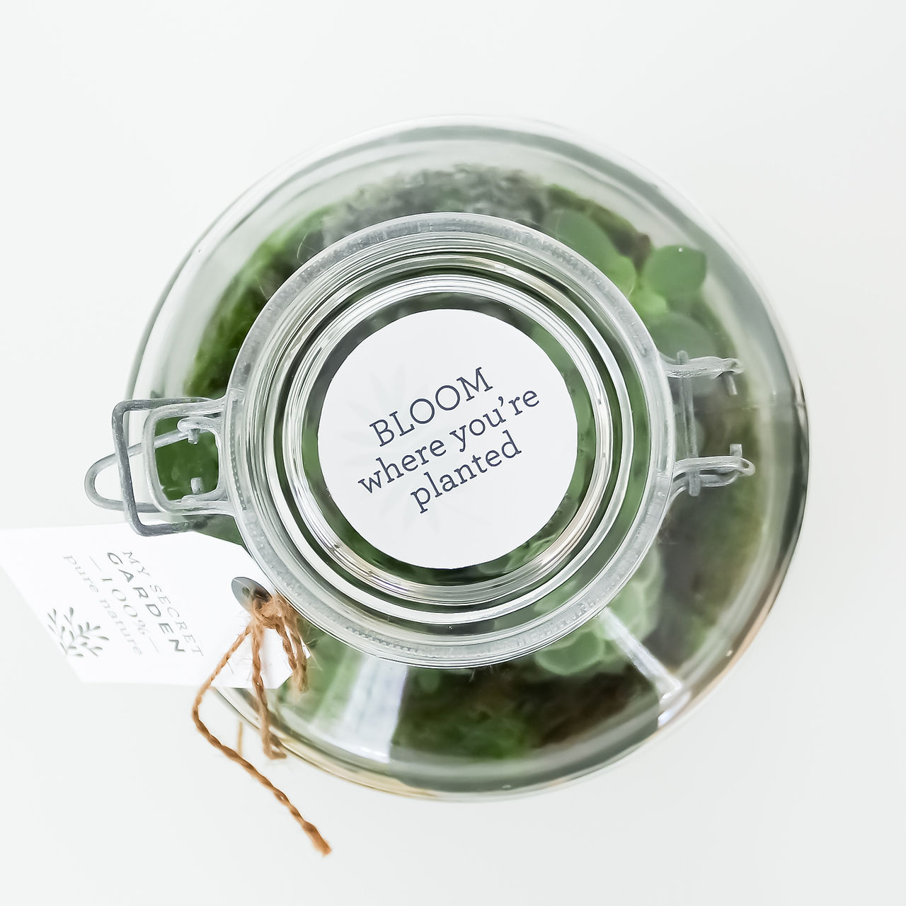 Sukkulenten in einem Terrarium aus Glas von oben fotografiert - mit einer weissen Etikette auf dem Deckel auf der steht: Bloom where you're planted