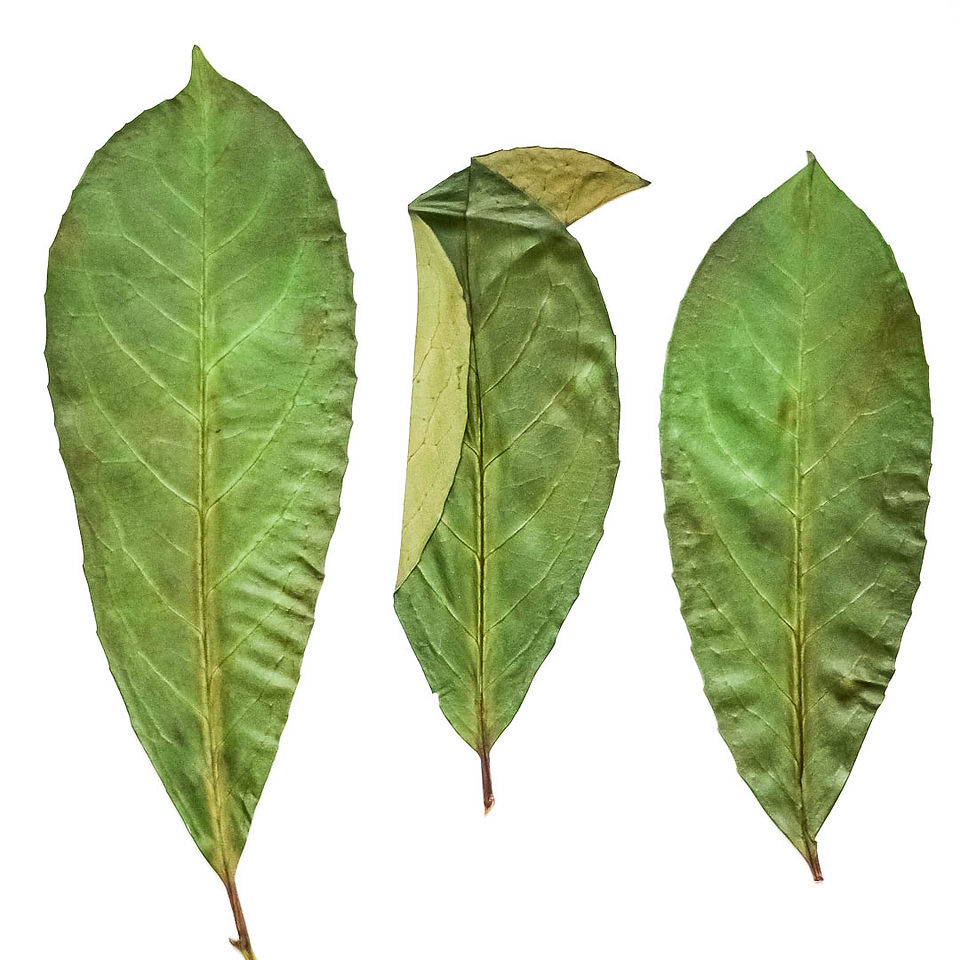 Feuilles vertes séchées et préssées