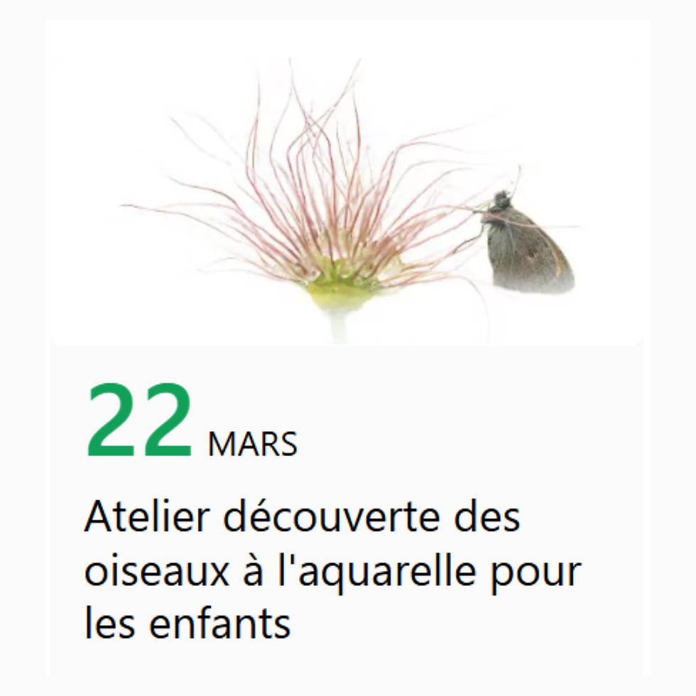 Atelier découverte des oiseaux à l'aquarelle pour les enfants